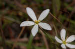 Shortleaf rose gentian